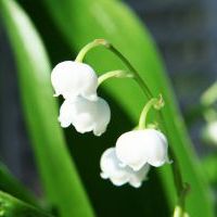 muguet